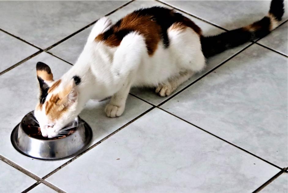 Fundmeldung Katze Weiblich , Zwischen 7 und 9 Monaten Benagues Frankreich