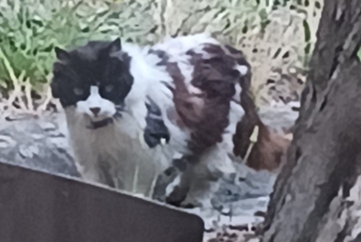 Fundmeldung Katze Unbekannt Saint-Jean-du-Falga Frankreich