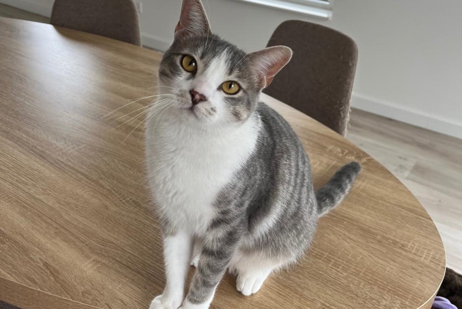 Vermisstmeldung Katze Männliche , 2 jahre Pamiers Frankreich