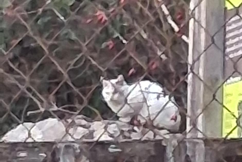 Fundmeldung Katze Unbekannt Le Mas-d'Azil Frankreich Fundmeldung Katze Unbekannt Le Mas-d'Azil Frankreich