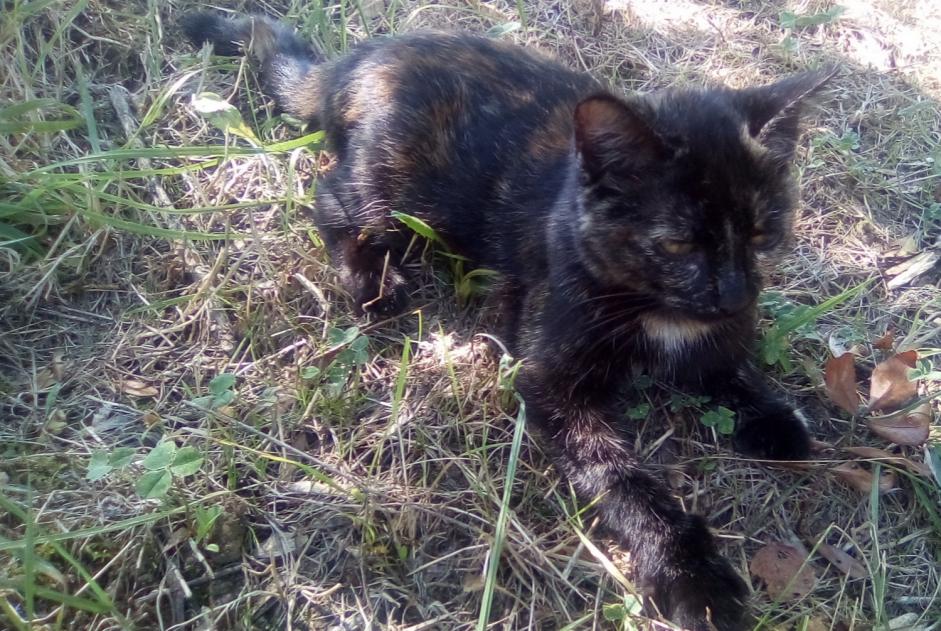 Disappearance alert Cat Female , 1 years Villeneuve-du-Latou France