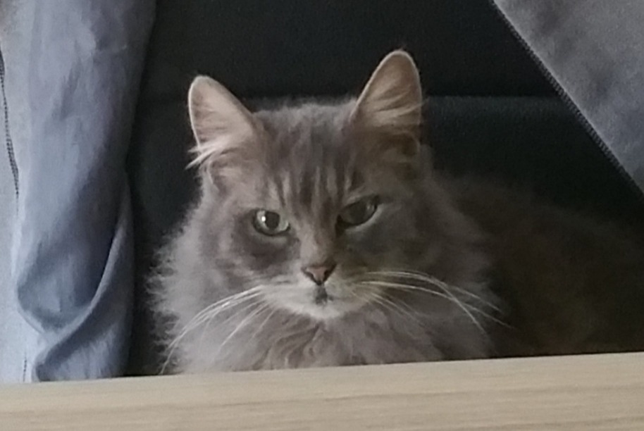 Disappearance alert Cat  Female , 8 years L'Herm France