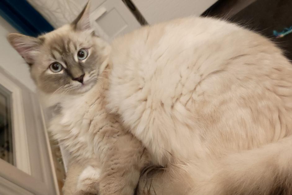 Disappearance alert Cat  Male , 1 years Vernajoul France