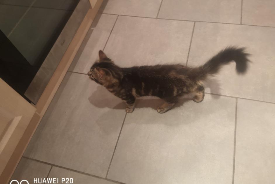 Discovery alert Cat miscegenation  Female Montjoie-en-Couserans France
