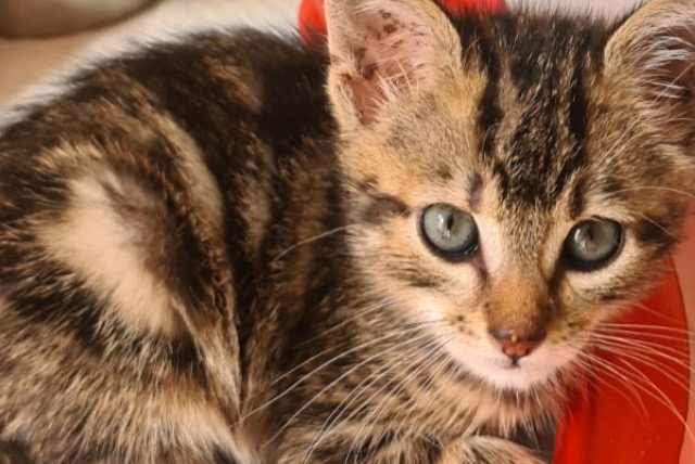 Discovery alert Cat miscegenation  Female Pamiers France