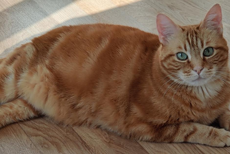 Disappearance alert Cat Male , 10 years Arignac France
