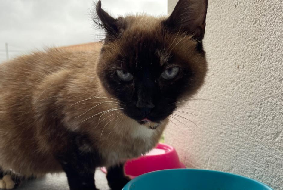 Discovery alert Cat Female Les Pujols France Discovery alert Cat Female Les Pujols France