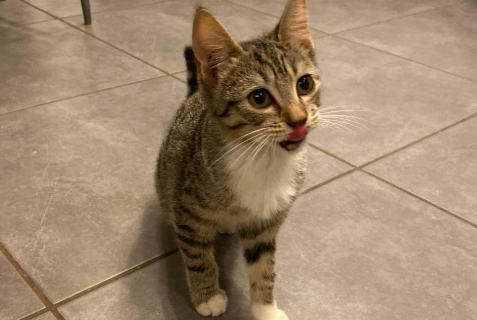 Discovery alert Cat miscegenation Female , Between 1 and 3 months Lorp-Sentaraille France Discovery alert Cat miscegenation Female , Between 1 and 3 months Lorp-Sentaraille France