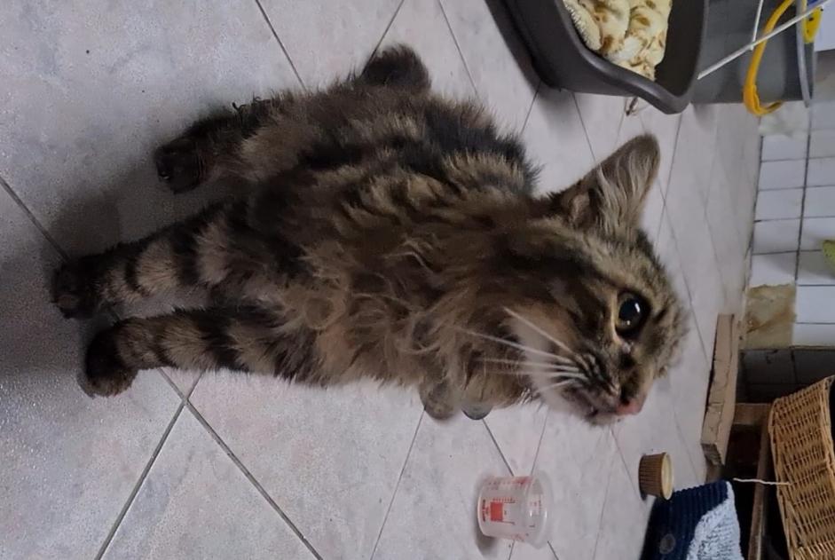 Discovery alert Cat Male Crampagna France