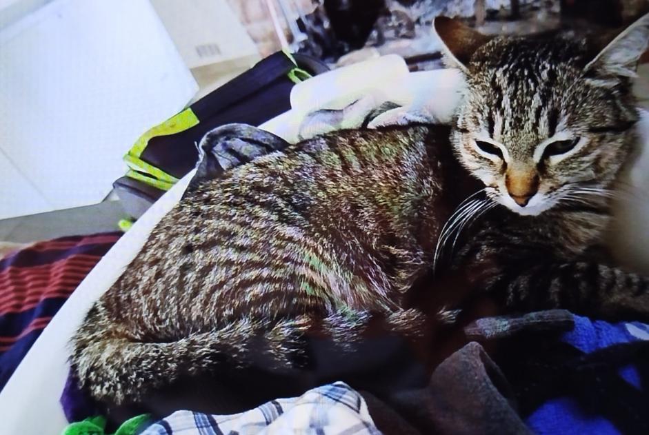 Disappearance alert Cat Female , 1 years Saint-Jean-du-Falga France Disappearance alert Cat Female , 1 years Saint-Jean-du-Falga France