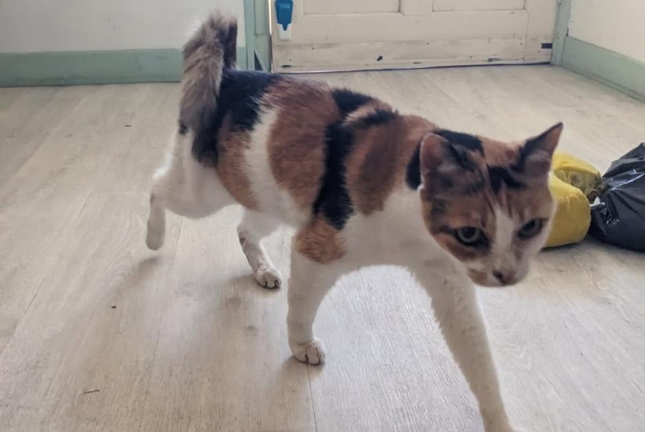 Discovery alert Cat Female Pamiers France