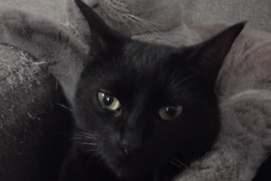 Disappearance alert Cat Female , 3 years Montaut France