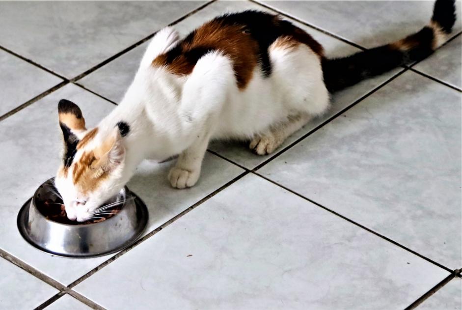 Alerta de Hallazgo Gato Hembra , Entre 7 y 9 meses Benagues Francia