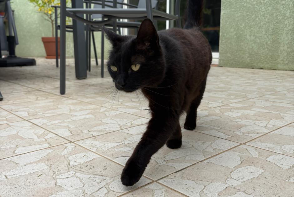 Alerte Découverte Chat Femelle Dalou France Alerte Découverte Chat Femelle Dalou France