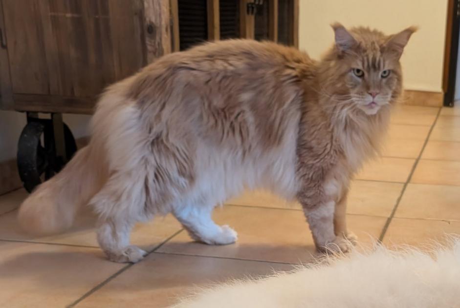 Alerte Disparition Chat Mâle , 5 ans Léran France Alerte Disparition Chat Mâle , 5 ans Léran France