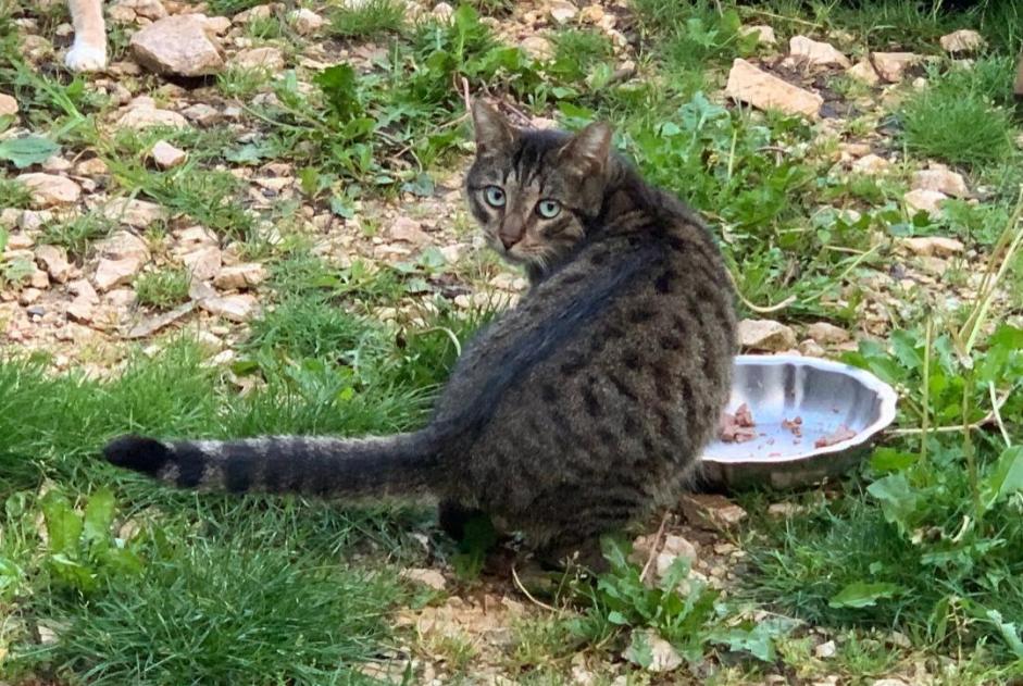 Alerte Découverte Chat croisement  Inconnu Soueix-Rogalle France