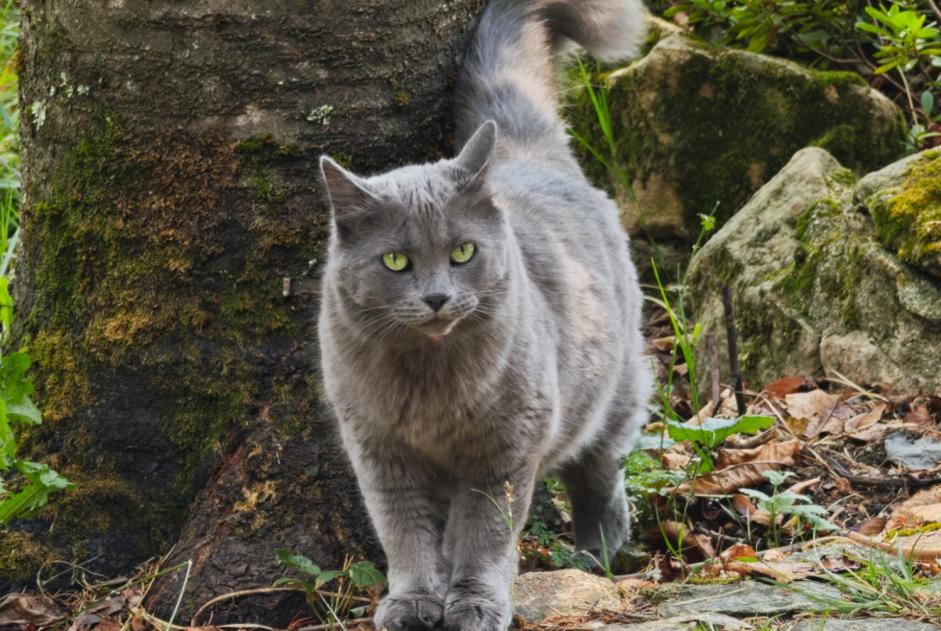 Alerte Découverte Chat  Inconnu Castillon-en-Couserans France