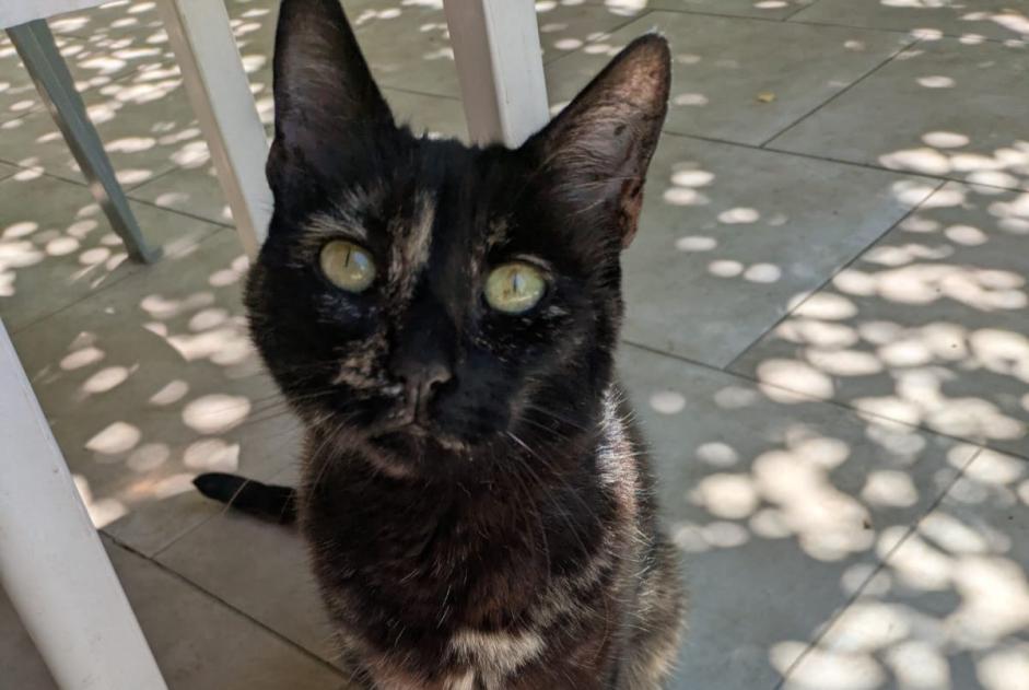 Alerte Découverte Chat Femelle Seix France