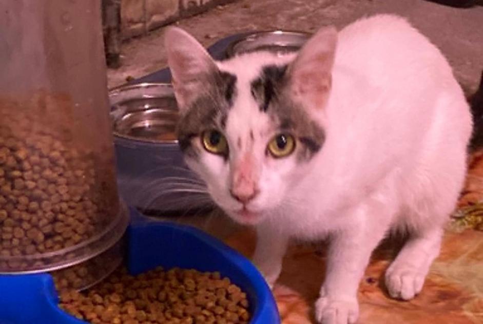Avviso Ritrovamento Gatto Maschio Foix Francia Avviso Ritrovamento Gatto Maschio Foix Francia