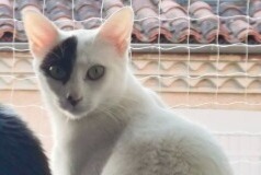 Avviso scomparsa Gatto Femmina , 1 anni Pamiers Francia