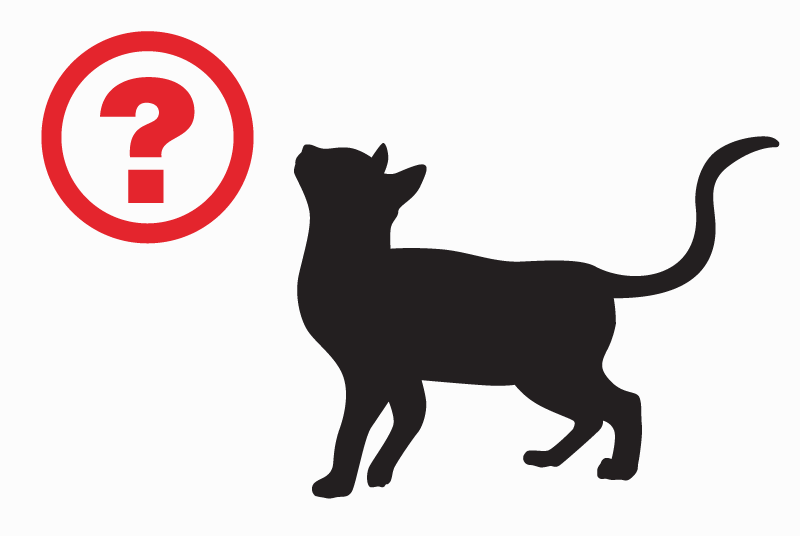 Discovery alert Cat Male Saint-Lizier France Discovery alert Cat Male Saint-Lizier France